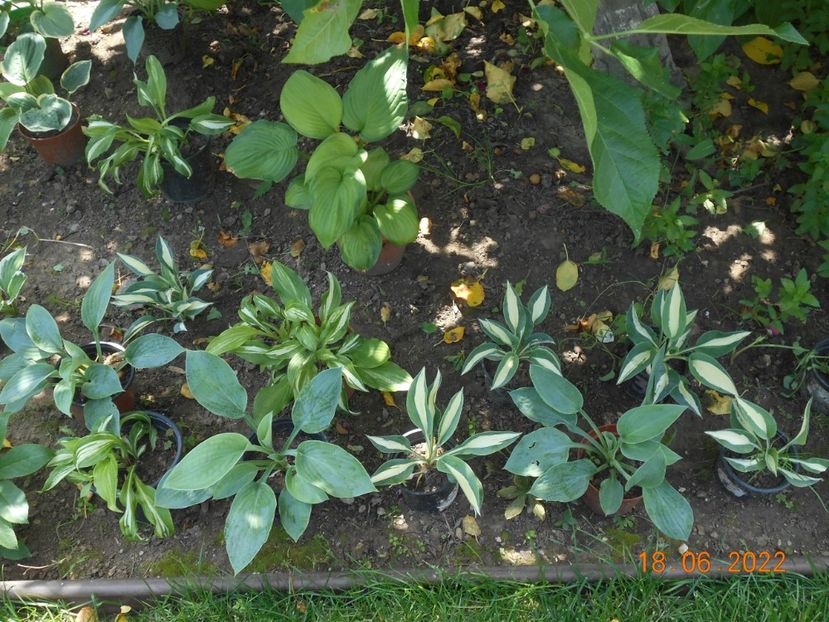  - 02 Azalee-rhododendroni-heleborusi-hortensii-hoste 2022