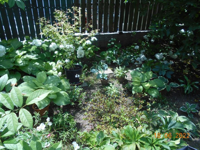  - 02 Azalee-rhododendroni-heleborusi-hortensii-hoste 2022