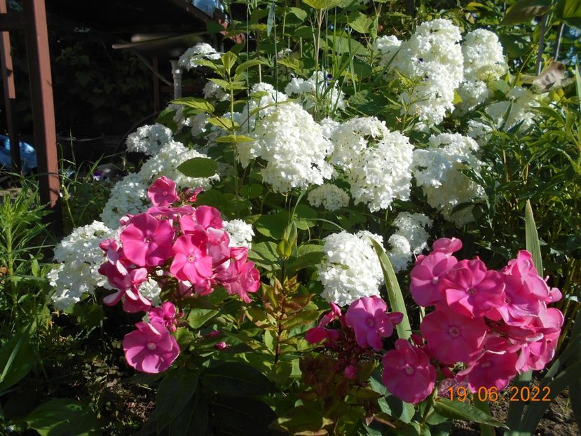  - 02 Azalee-rhododendroni-heleborusi-hortensii-hoste 2022