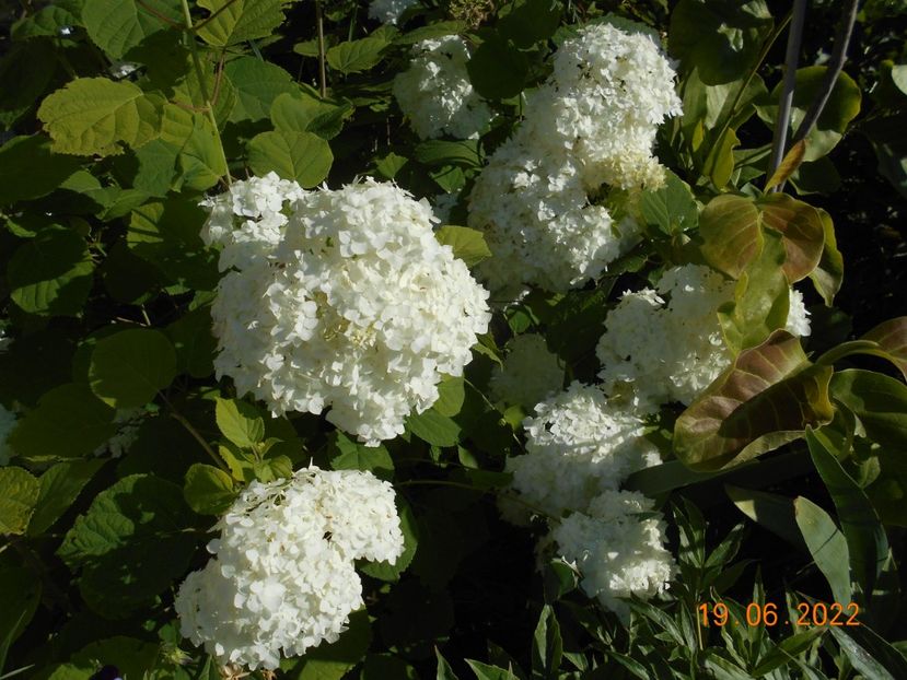  - 02 Azalee-rhododendroni-heleborusi-hortensii-hoste 2022