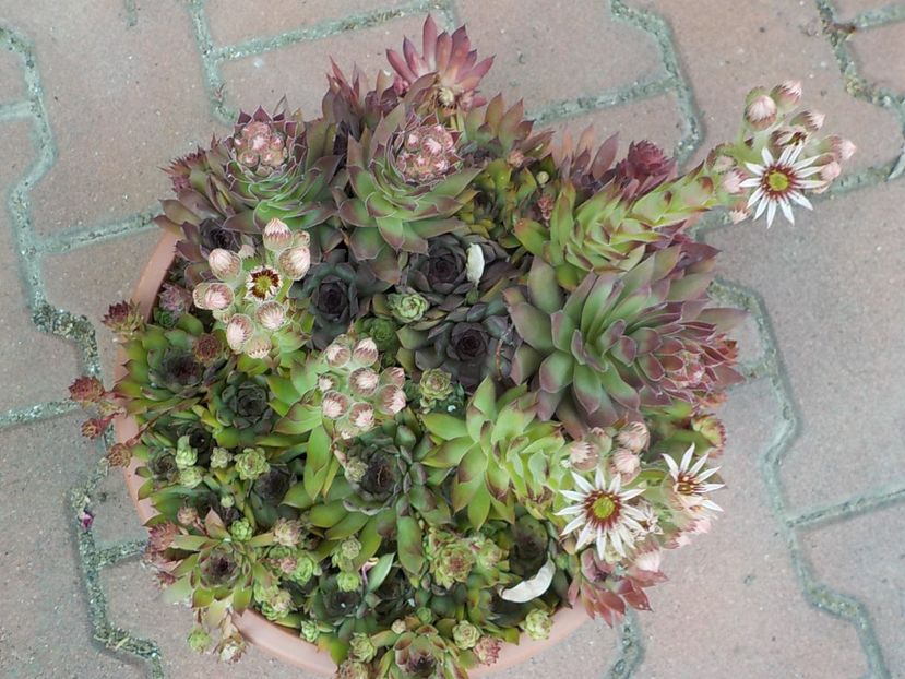  - Genul Sempervivum