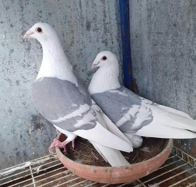  - Nu îmi aparțin 4