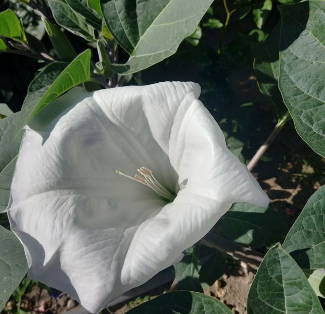  - Sub tutela soarelui