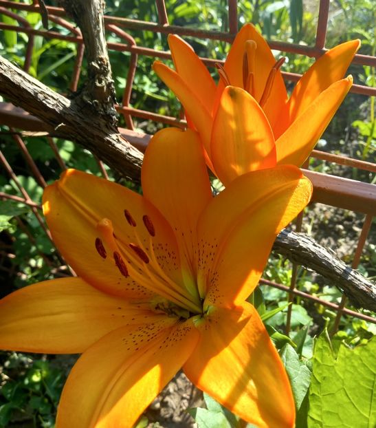  - Sub tutela soarelui