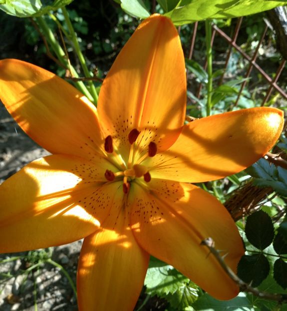  - Sub tutela soarelui