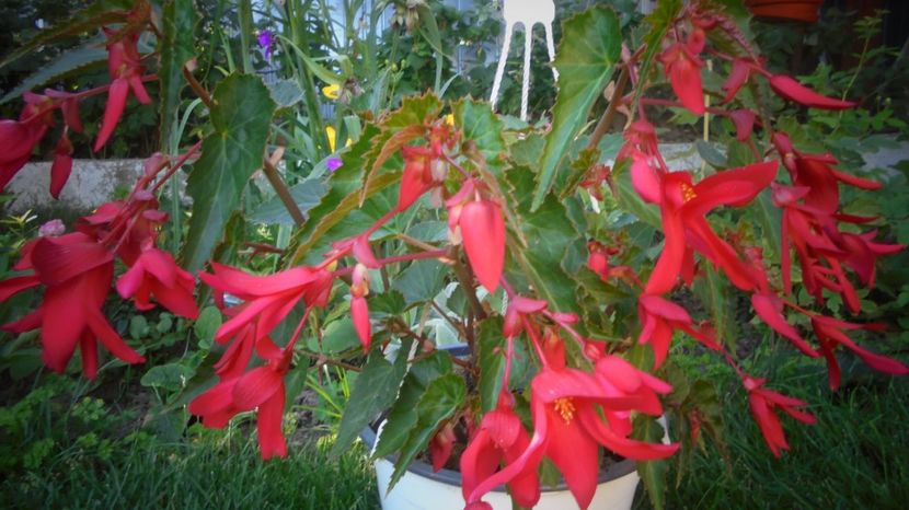 "Boliviensis" - 2022