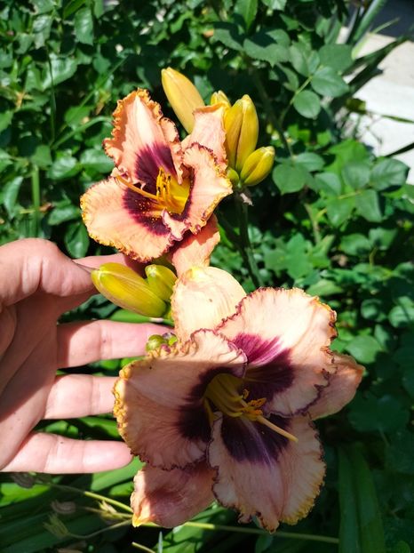 IMG20220624110819 - Iunie 2022 1