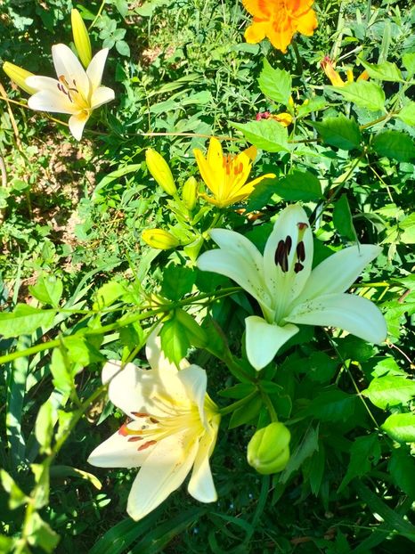 IMG20220624110617 - Iunie 2022 1