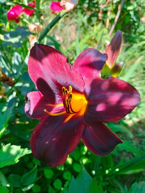 IMG20220624110606 - Iunie 2022 1