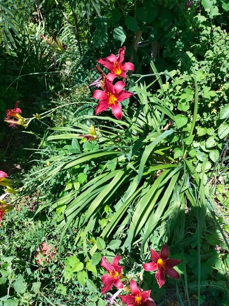 IMG20220624110535 - Iunie 2022 1