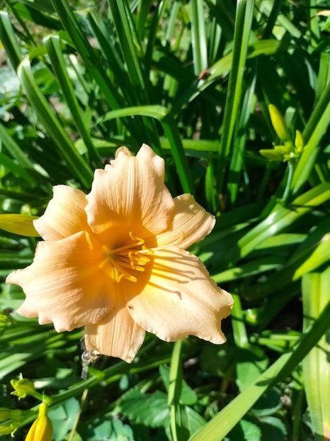 IMG20220624110526 - Iunie 2022 1