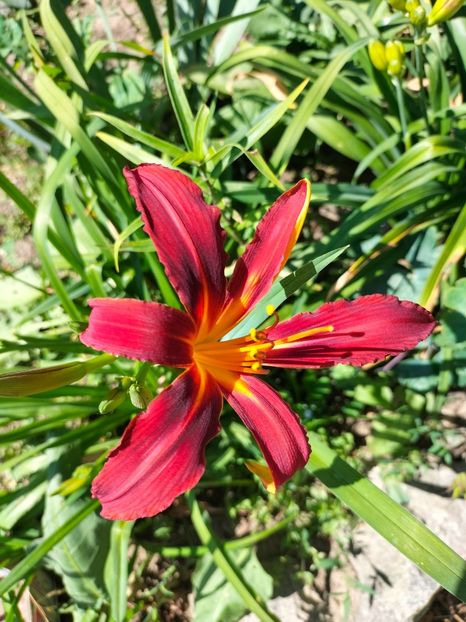 IMG20220624110516 - Iunie 2022 1