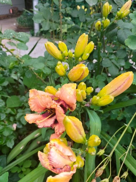 IMG20220623104824 - Iunie 2022 1