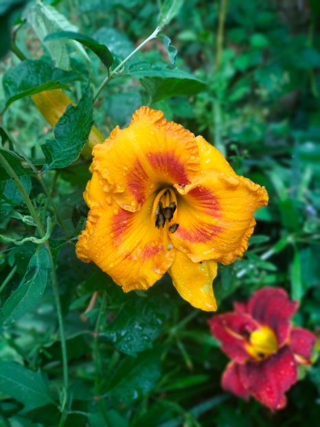 IMG20220623103251 - Iunie 2022 1