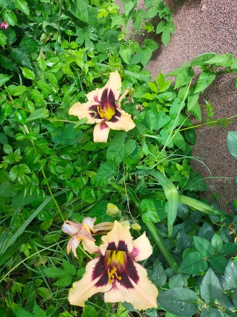 IMG20220623103208 - Iunie 2022 1