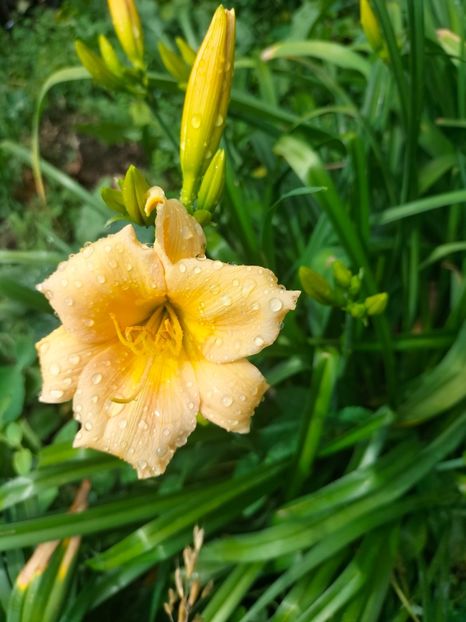 IMG20220623103152 - Iunie 2022 1