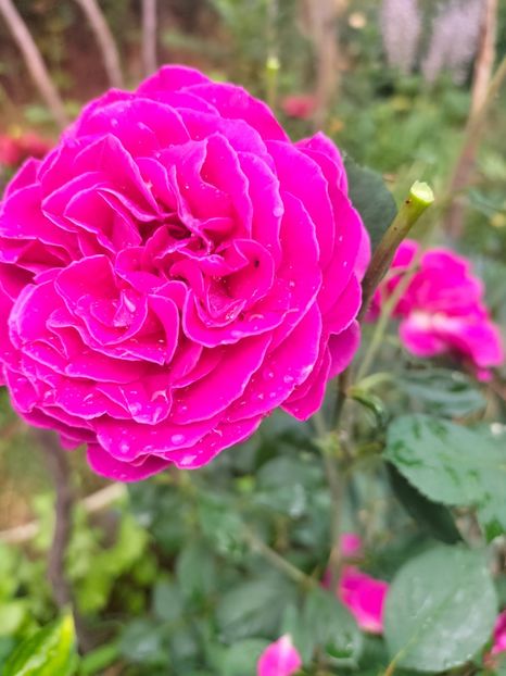 IMG20220623102931 - Iunie 2022 1