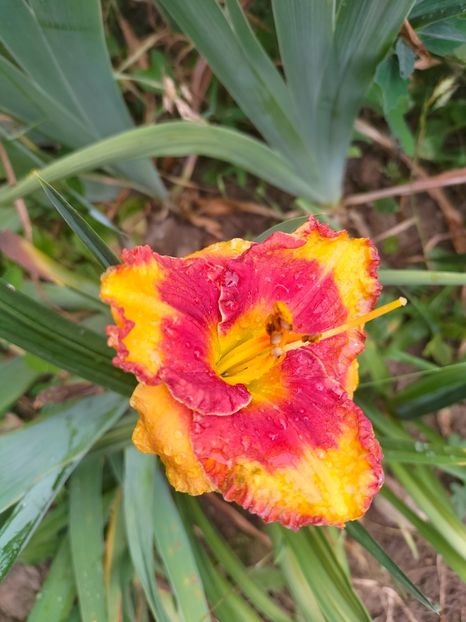 IMG20220623102743 - Iunie 2022 1