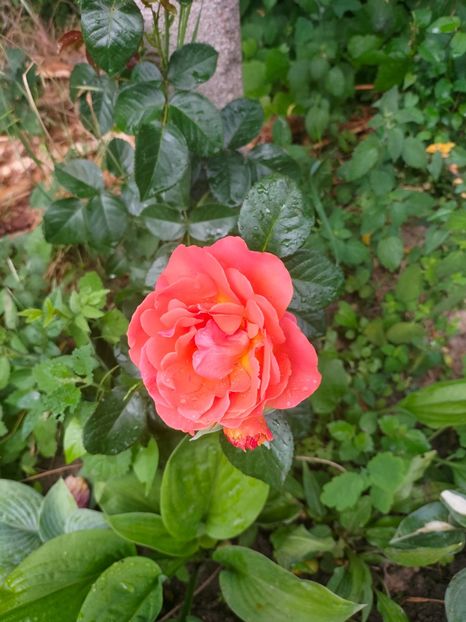 IMG20220623102722 - Iunie 2022 1