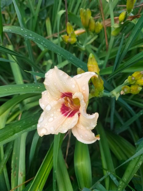 IMG20220623102644 - Iunie 2022 1