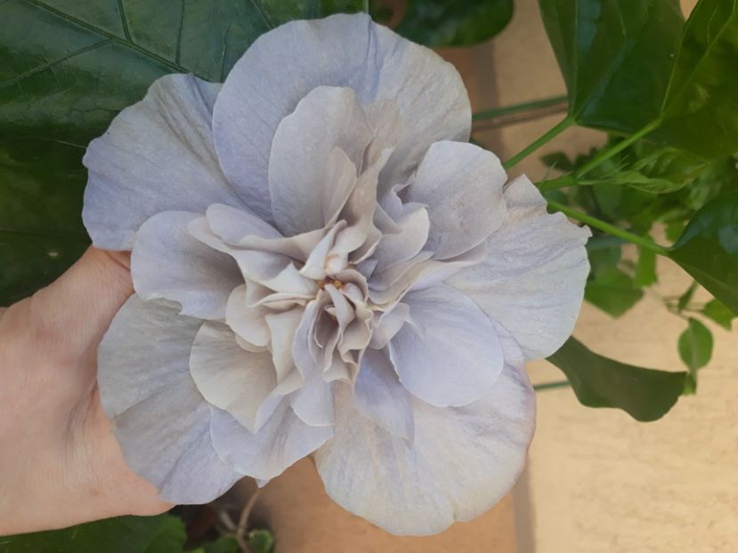 Snooks - 40 lei - lastari rezervati