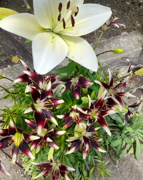  - 111 Bucurii pentru suflet 2022