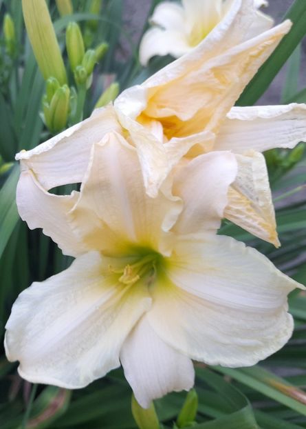  - 111 Bucurii pentru suflet 2022