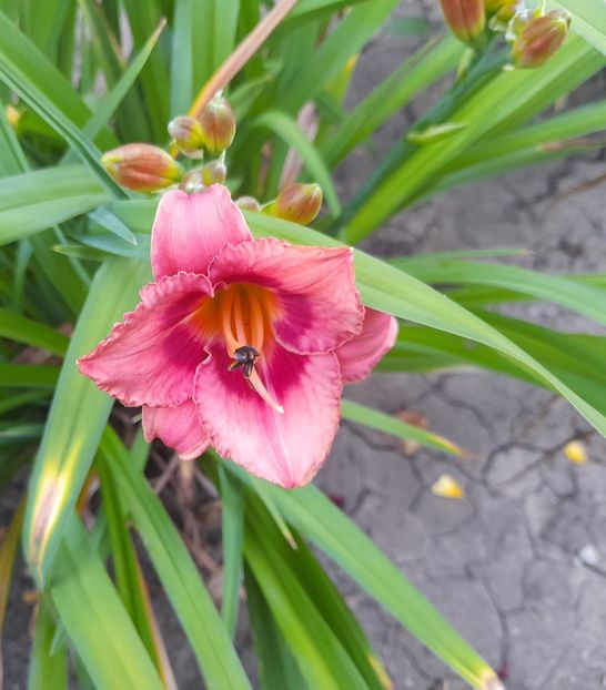  - 111 Bucurii pentru suflet 2022