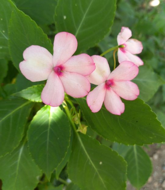  - Sub tutela soarelui