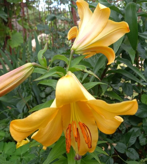  - Sub tutela soarelui