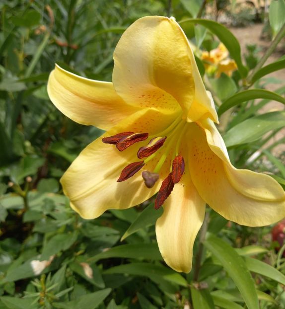  - Sub tutela soarelui