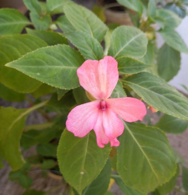  - Sub tutela soarelui