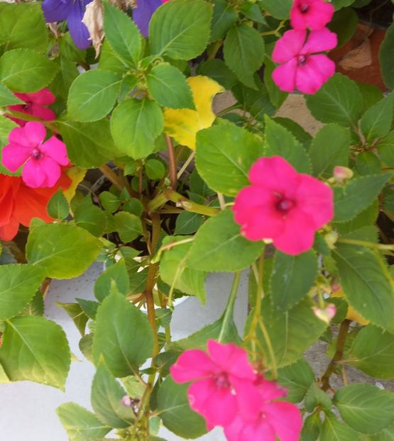  - Sub tutela soarelui