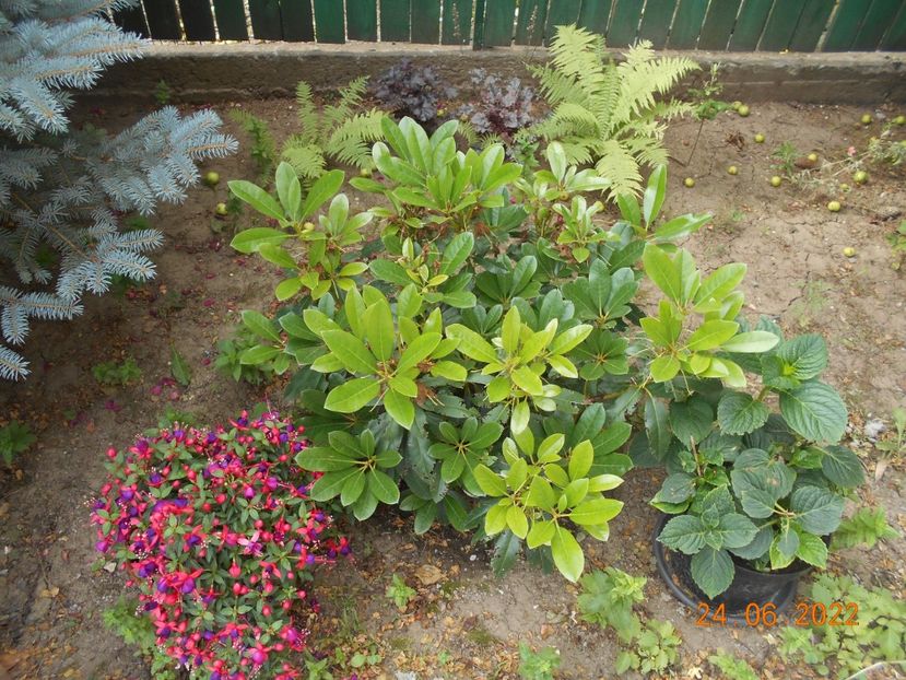  - 02 Azalee-rhododendroni-heleborusi-hortensii-hoste 2022