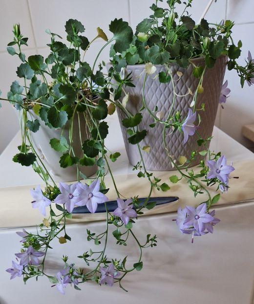  - Campanula alba si bleu