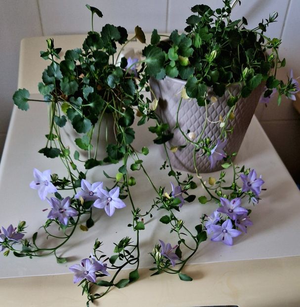  - Campanula alba si bleu