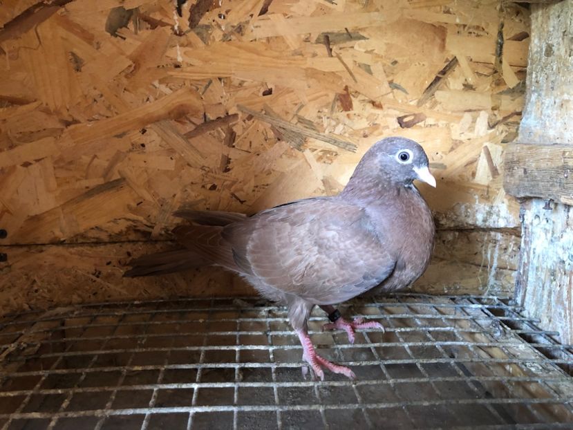 411/22 - 5- lot zbor 2022