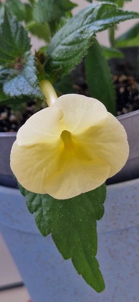 Hymalain Sunrise - Achimenes 2022 2023
