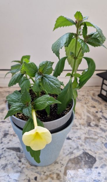  - Hymalaian Sunrise A