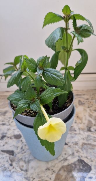  - Hymalaian Sunrise A