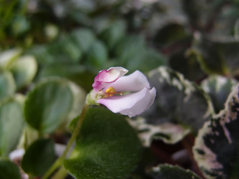 RS Osa - a a Ghiceste varietatea 2022 recapitulare