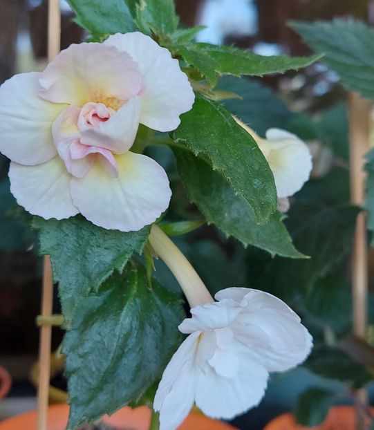  - AAA Achimenes 2022