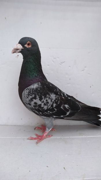  - De vanzare voiajori 2