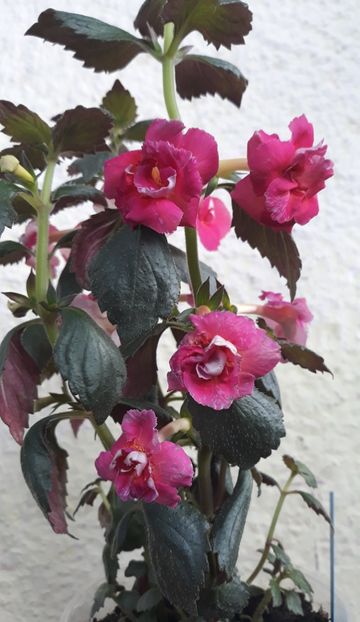  - 0001 2022 - Aurika Ashcroft