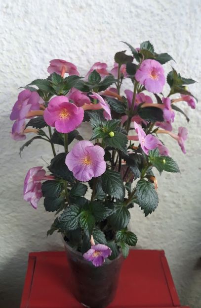  - 0001 2022 - BriD s Verena