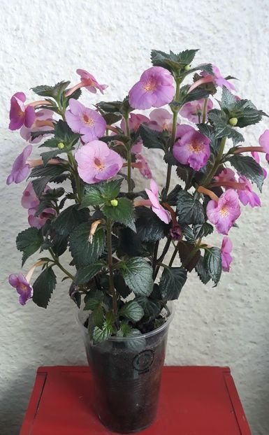  - 0001 2022 - BriD s Verena