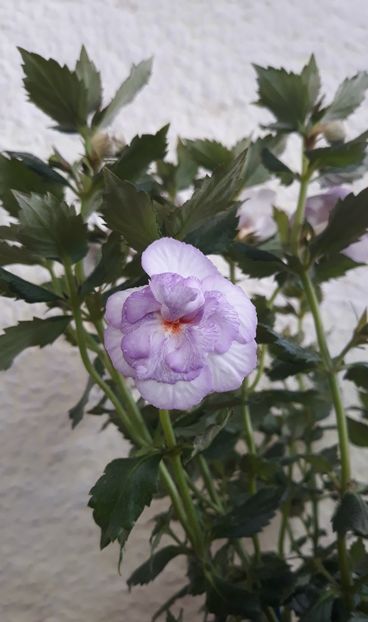  - 0001 2022 - Queen of Lace