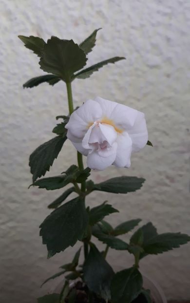 2022 - 0001 2022 - Guadalupe