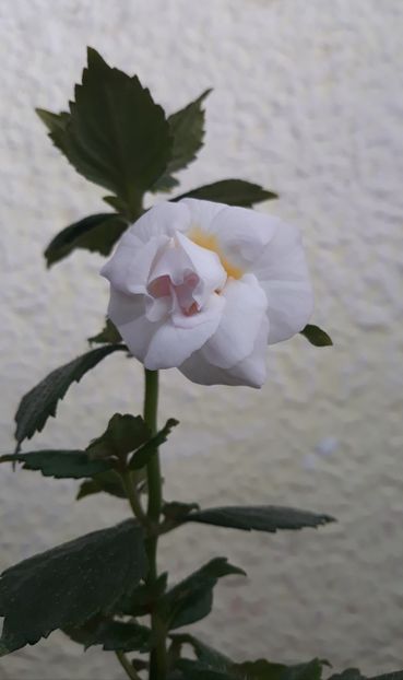  - 0001 2022 - Guadalupe