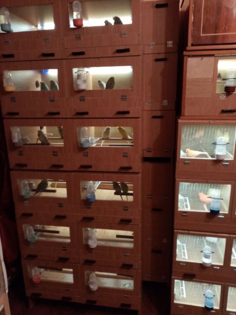 IMG-20220625-WA0006 - Păsările mele